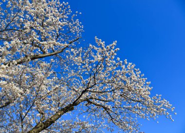 Yoshino Park, Japonya'da kiraz ağaçları ve çiçekler. Yoshino kiraz çiçeği sezonunda Hanami için çok popüler bir yerdir.
