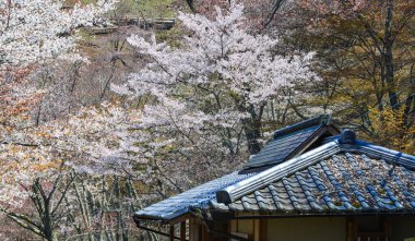 Yoshino Park, Japonya'da kiraz ağaçları ve çiçekler. Yoshino kiraz çiçeği sezonunda Hanami için çok popüler bir yerdir.