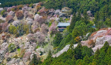 Yoshino Park, Japonya'da kiraz ağaçları ve çiçekler. Yoshino kiraz çiçeği sezonunda Hanami için çok popüler bir yerdir.