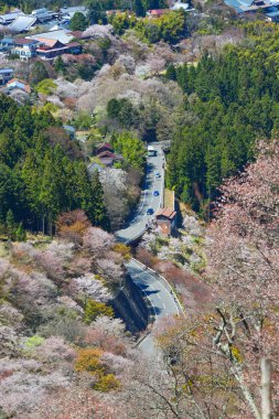 Japonya 'nın Nara şehrinde güneşli bir günde Yoshino Dağı çiçek açan kiraz ağaçlarıyla kaplıydı..