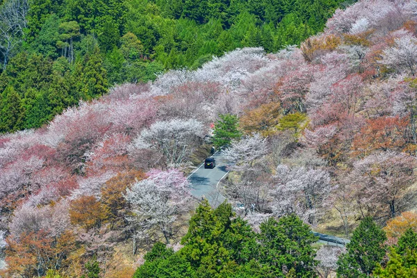 Třešňové Stromy Květiny Yoshino Parku Japonsku Jošino Velmi Populární Místo — Stock fotografie