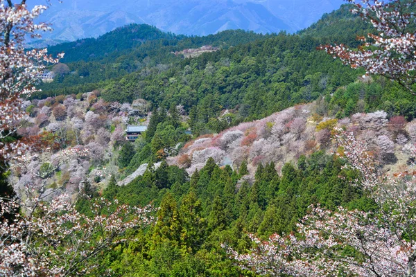 Třešňové Stromy Květiny Yoshino Parku Japonsku Jošino Velmi Populární Místo — Stock fotografie