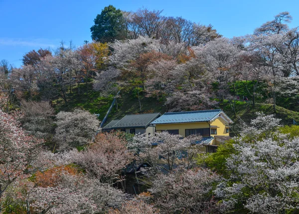 Casa Rural Com Jardim Flor Cereja Yoshino Park Japão — Fotografia de Stock