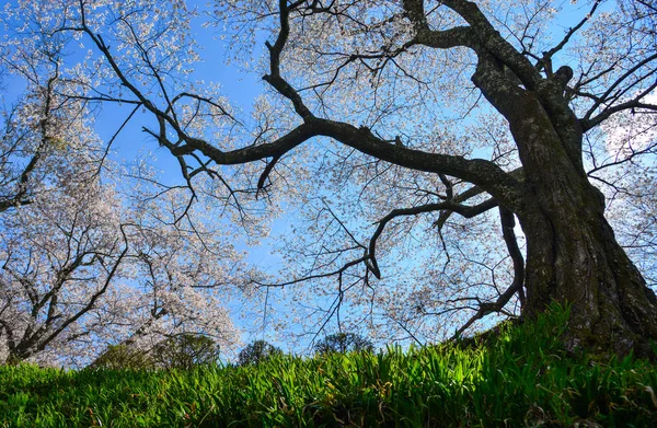 Cerisiers Fleurs Dans Parc Yoshino Japon Yoshino Est Endroit Très — Photo