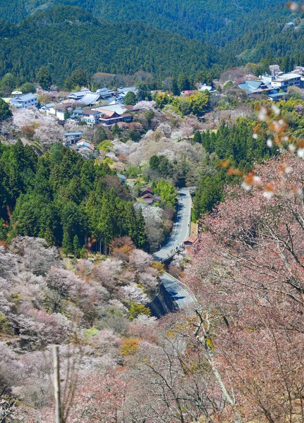 Yoshino Mountain Καλύπτονται Από Πλήρη Ανθισμένες Κερασιές Ηλιόλουστη Μέρα Στη — Φωτογραφία Αρχείου