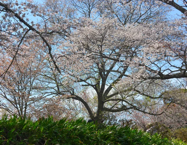 Cerezos Flores Yoshino Park Japón Yoshino Lugar Muy Popular Para — Foto de Stock