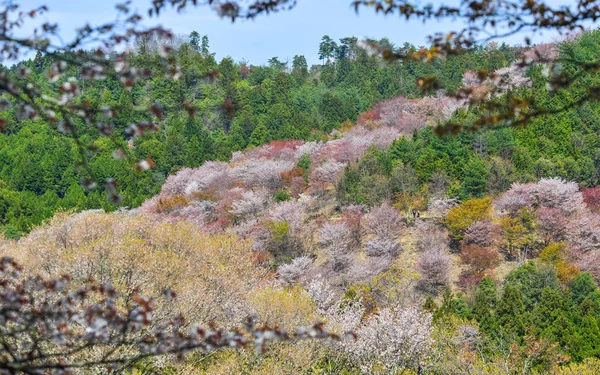 吉野公園の桜と花 吉野は桜の季節に花見に大人気スポット — ストック写真