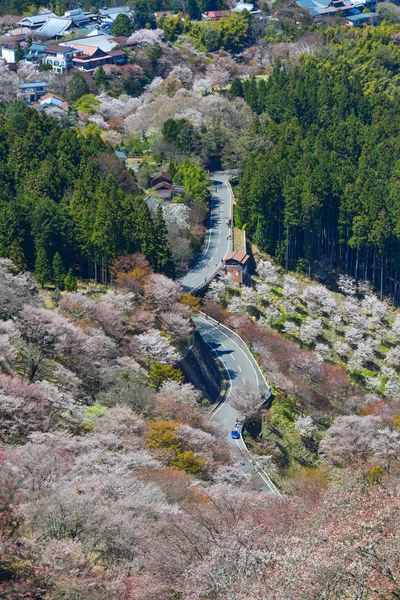 在日本奈良阳光明媚的一天 吉野山上布满了盛开的樱桃树 — 图库照片