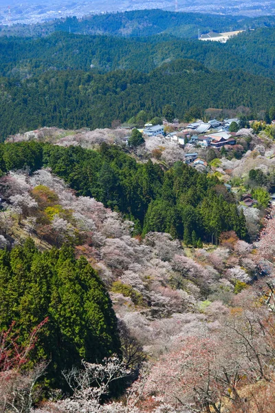 Yoshino Mountain Καλύπτονται Από Πλήρη Ανθισμένες Κερασιές Ηλιόλουστη Μέρα Στη — Φωτογραφία Αρχείου