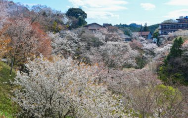 Yoshino Park, Japonya'da kiraz ağaçları ve çiçekler. Yoshino kiraz çiçeği sezonunda Hanami için çok popüler bir yerdir.