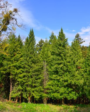 Nara ormandaki yeşil çam ağaçları, Japonya.