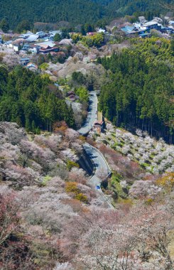 Japonya 'nın Nara şehrinde güneşli bir günde Yoshino Dağı çiçek açan kiraz ağaçlarıyla kaplıydı..