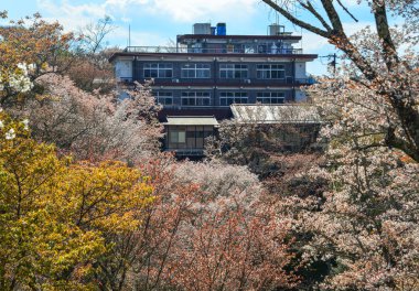 Yoshino Park kiraz çiçeği bahçesi ile Kırsal ev, Japonya.