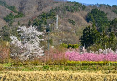 Yoshino Park, Japonya'da kiraz ağaçları ve çiçekler. Yoshino kiraz çiçeği sezonunda Hanami için çok popüler bir yerdir.