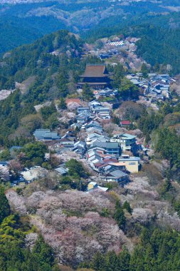 Japonya 'nın Nara şehrinde güneşli bir günde Yoshino Dağı çiçek açan kiraz ağaçlarıyla kaplıydı..