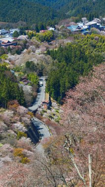 Japonya 'nın Nara şehrinde güneşli bir günde Yoshino Dağı çiçek açan kiraz ağaçlarıyla kaplıydı..