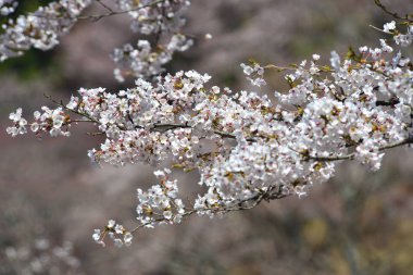 Yoshino Park, Japonya'da kiraz ağaçları ve çiçekler. Yoshino kiraz çiçeği sezonunda Hanami için çok popüler bir yerdir.