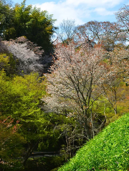 Cerezos Flores Yoshino Park Japón Yoshino Lugar Muy Popular Para — Foto de Stock
