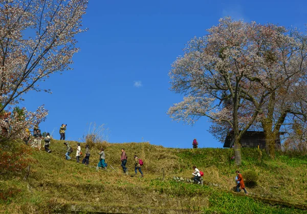 Yoshino Japan Apr 2019 People Enjoying Cherry Blossom Yoshino Park — Stock Photo, Image