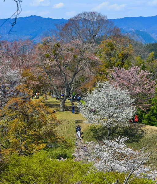 日本吉野公园的樱桃树和鲜花 吉野是樱花季节哈纳米非常受欢迎的地方 — 图库照片