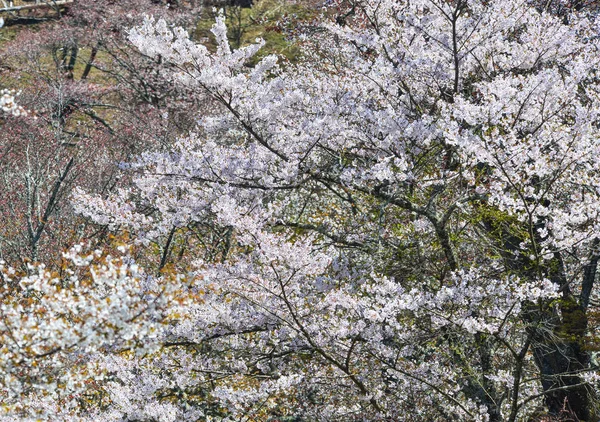 日本吉野公园的樱桃树和鲜花 吉野是樱花季节哈纳米非常受欢迎的地方 — 图库照片