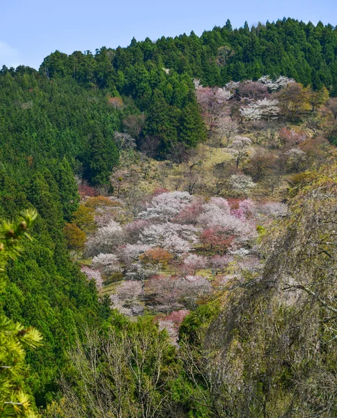 Yoshino Park Japonya Kiraz Ağaçları Çiçekler Yoshino Kiraz Çiçeği Sezonunda — Stok fotoğraf