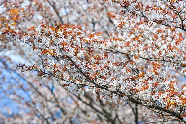Třešňové Stromy Květiny Yoshino Parku Japonsku Jošino Velmi Populární Místo — Stock fotografie