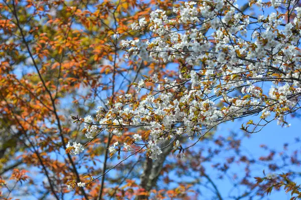 Yoshino Park Japonya Kiraz Ağaçları Çiçekler Yoshino Kiraz Çiçeği Sezonunda — Stok fotoğraf