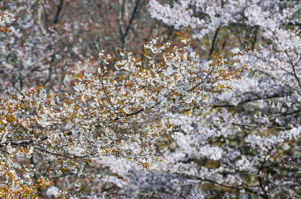 日本吉野公园的樱桃树和鲜花 吉野是樱花季节哈纳米非常受欢迎的地方 — 图库照片