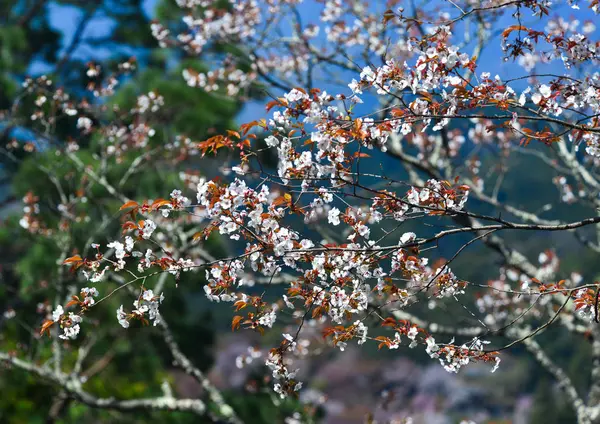 日本吉野公园的樱桃树和鲜花 吉野是樱花季节哈纳米非常受欢迎的地方 — 图库照片