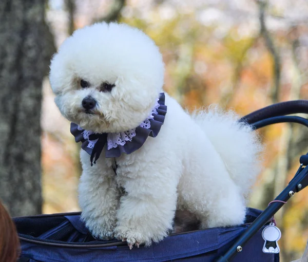 A white Poodle dog playing at the cherry blossom park in Nara, Japan.