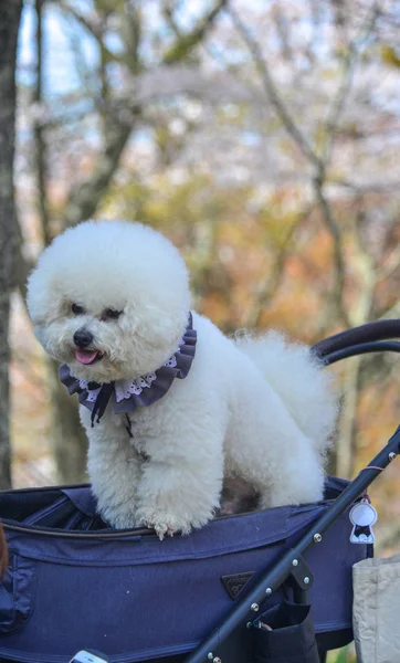 Ein Weißer Pudelhund Spielt Kirschblütenpark Nara Japan — Stockfoto