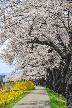 Miyagi güneşli bir günde Shiroishi Nehri yakınlarında Kiraz çiçeği, Japonya.