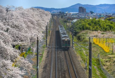 Miyagi, Japonya - 14 Nisan 2019. Sakura (kiraz çiçeği tam çiçek ile Tohoku tren manzara manzara manzara).