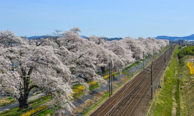 Miyagi, Japonya - 14 Nisan 2019. Demiryolu ve Zao Mountain Range arka plan ile sakura (kiraz çiçeği) Manzara manzara manzara.