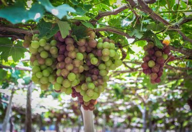 Yaz günü Phan Rang, Vietnam, asma üzüm.
