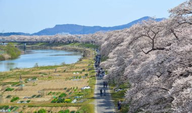 Miyagi güneşli bir günde Shiroishi Nehri yakınlarında Kiraz çiçeği, Japonya.