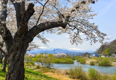 Miyagi, Japonya - Nis 14, 2019. Miyagi güneşli bir günde Shiroishi Nehri yakınlarında Kiraz çiçeği, Japonya.