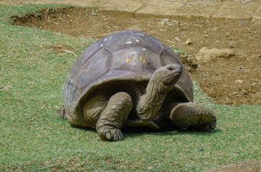 Güneşli bir günde parkta dev kaplumbağa.