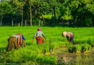 Güney Vietnam'da pirinç tarlasında çalışan Vietnamlı kadınlar.