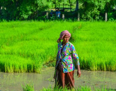 An Giang, Vietnam - 2 Eylül 2017. An Giang, Güney Vietnam güneşli bir günde pirinç tarlasında çalışan bir kadın.