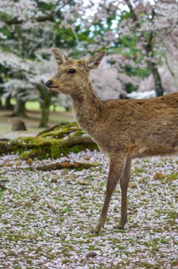 Kiraz çiçeği mevsiminde güneşli bir günde Nara Parkı 'nda (Japonya) yabani geyik.