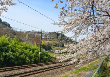 Miyagi güneşli bir günde Shiroishi Nehri yakınlarında Kiraz çiçeği, Japonya.