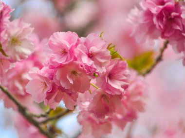 Kyoto, Japonya'da ilkbaharda Japon kiraz çiçekleri.