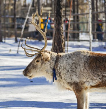 Mohe County, Heilongjiang, Çin 'deki kış ormanlarında vahşi ren geyikleri..