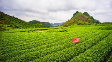 Moc Chau, Vietnam'da çay tarlası. Moc Chau Platosu Kuzey Vietnam'da en çekici turist hedef biri olarak bilinir.