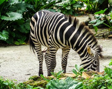 Zebra güneşli bir günde hayvanat bahçesinde dinleniyor..