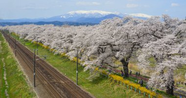 Miyagi, Japonya - 14 Nisan 2019. Miyagi Zao Mountain Range arka plan ile Kiraz çiçeği, Japonya.
