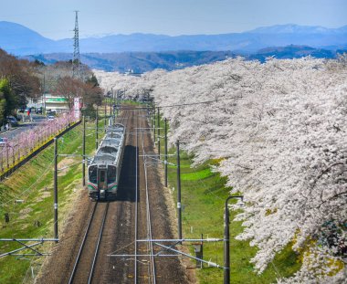Miyagi, Japonya - 14 Nisan 2019. Sakura (kiraz çiçeği tam çiçek ile Tohoku tren manzara manzara manzara).