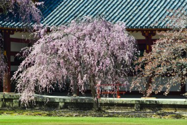 Nara, Japonya'da antik bina ile Kiraz çiçekleri. Nara, japonya'nın eski başkentidir..